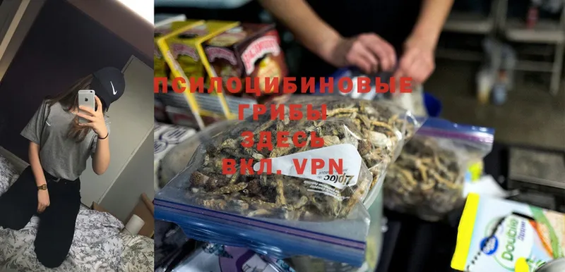 Галлюциногенные грибы Psilocybe  Кубинка 